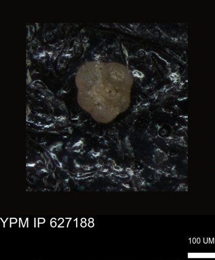 undet. Foraminiferida