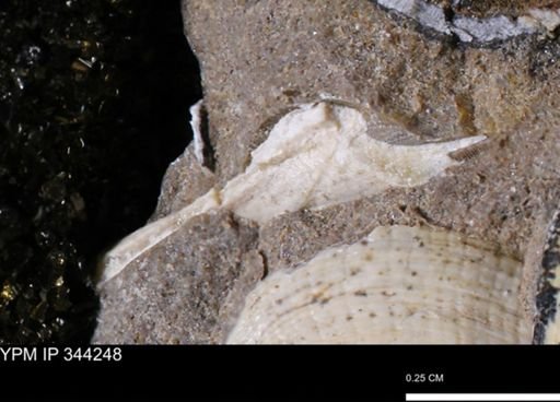 undet. Bivalvia