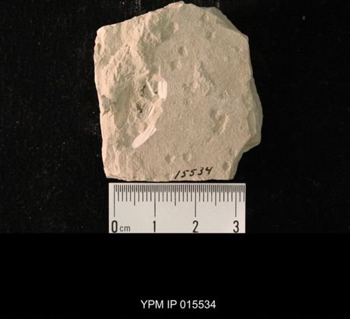 Probnis speciosa