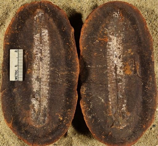 Pecopteris