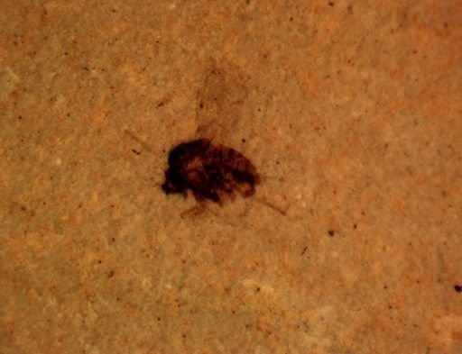 undet. Diptera