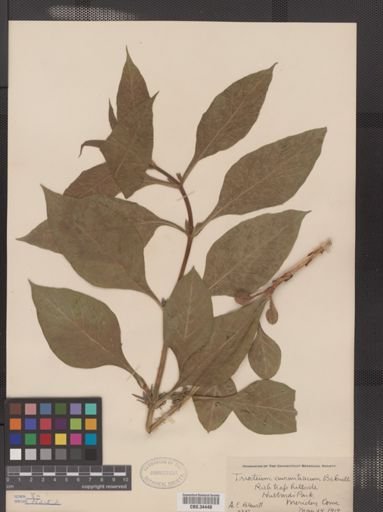 Triosteum aurantiacum