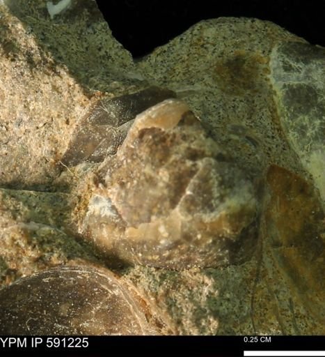 Protocardia?