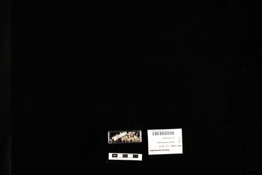 Triturus marmoratus