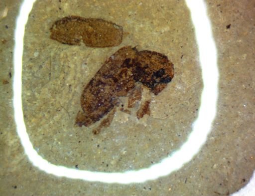 undet. Diptera