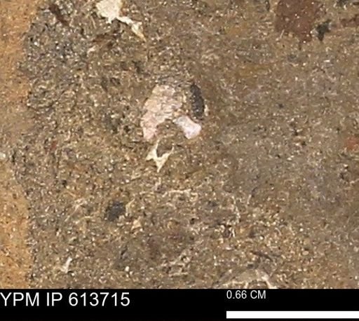 undet. Mollusca