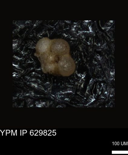 undet. Foraminiferida