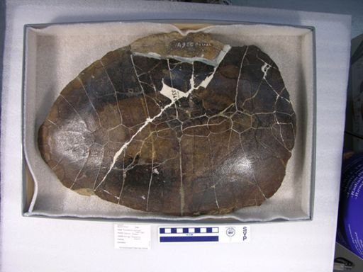 Pleurosternon bullockii