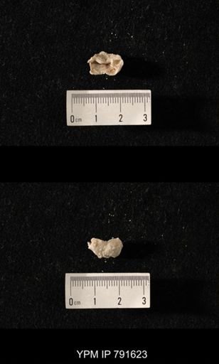 undet. Brachiopoda