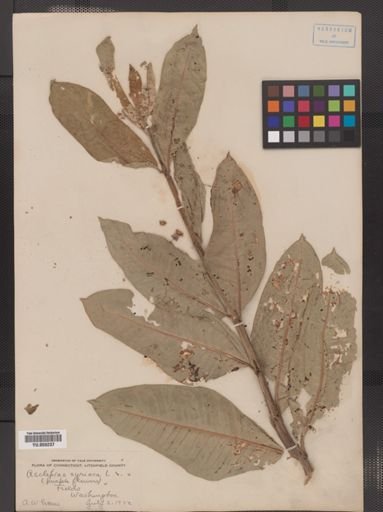Asclepias syriaca
