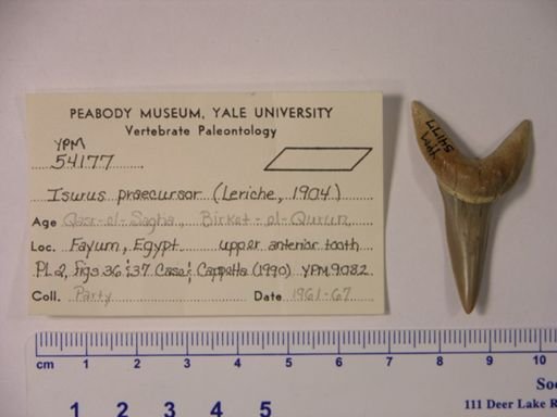 Isurus praecursor