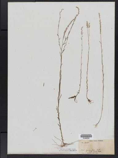 Polygala