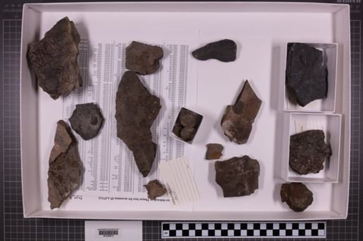 mixed taxa, stratigraphic collection
