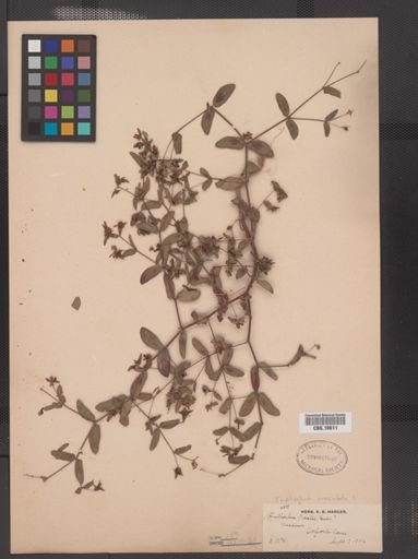 Euphorbia maculata