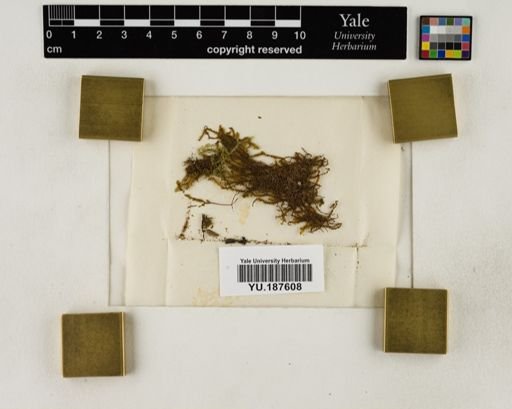 Plantae