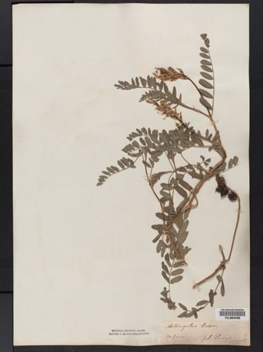 Astragalus