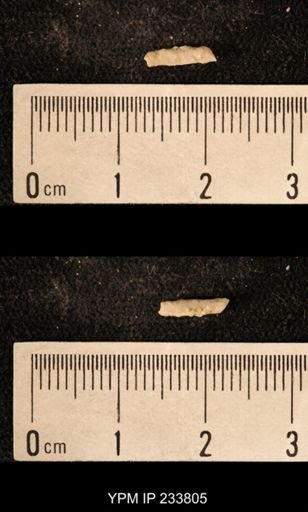 Archaeocidaris sp.