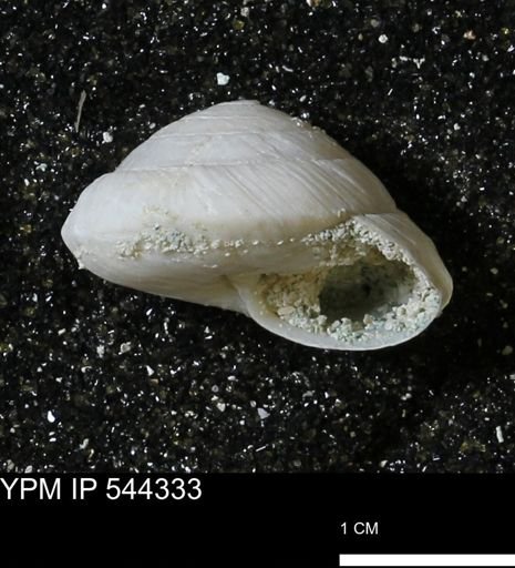 Poecilozonites bermudensis zonatus