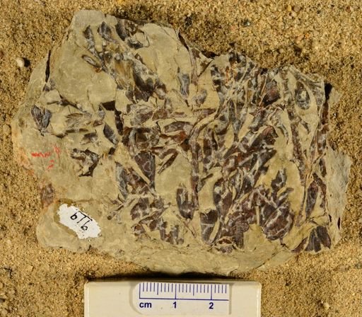 Triphyllopteris rarinervis