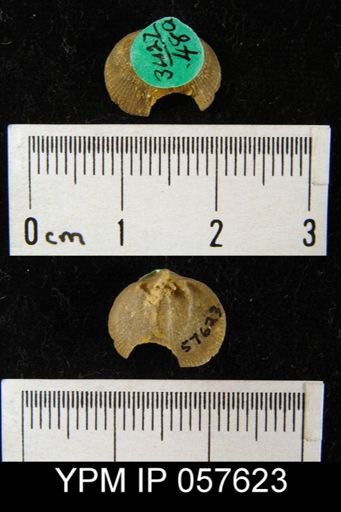 Rhipidomella oblata