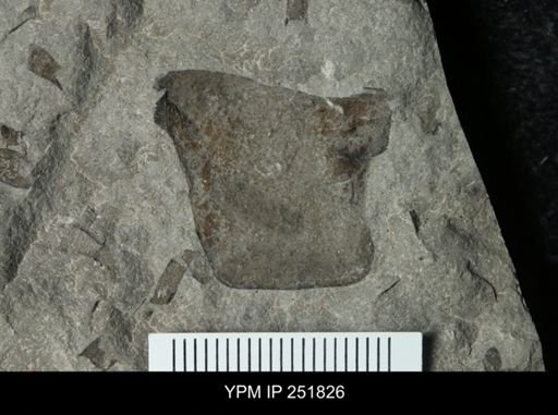 undet. Eurypterida