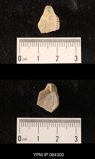 Sieberella roemeri