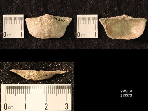 Chonetes granulifer