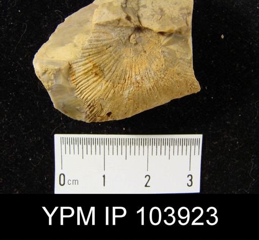 Strophonella punctulifera