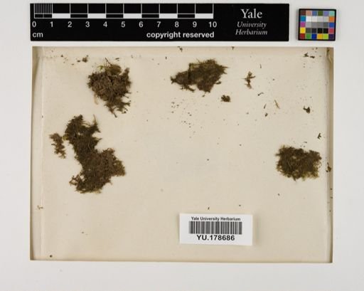 Plantae