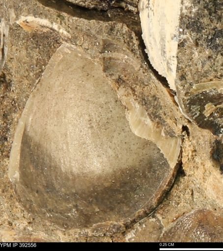 Protocardia subquadrata