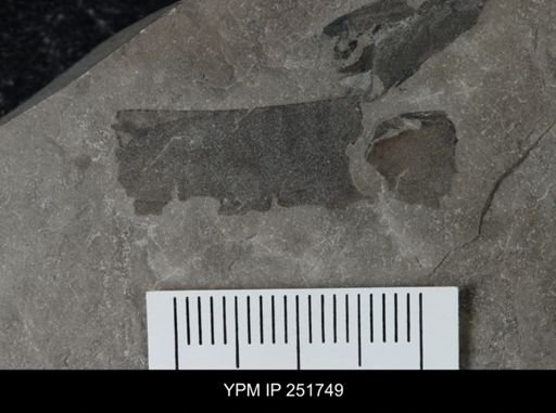 Eurypterus sp.