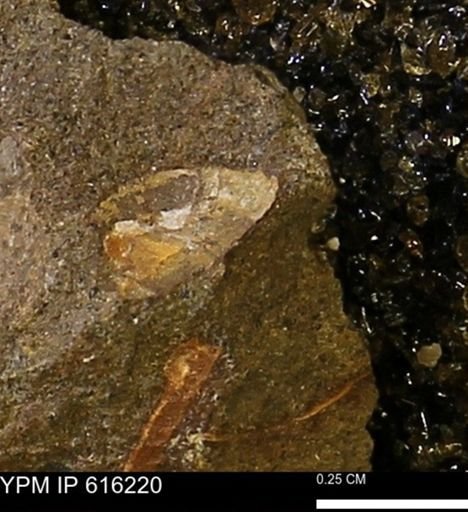 Protocardia subquadrata
