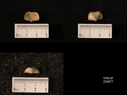 Marginifera splendens
