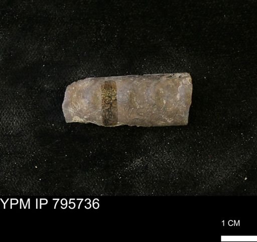 Baculites sp.