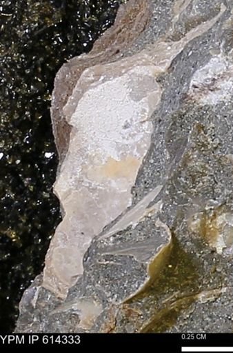 Mollusca