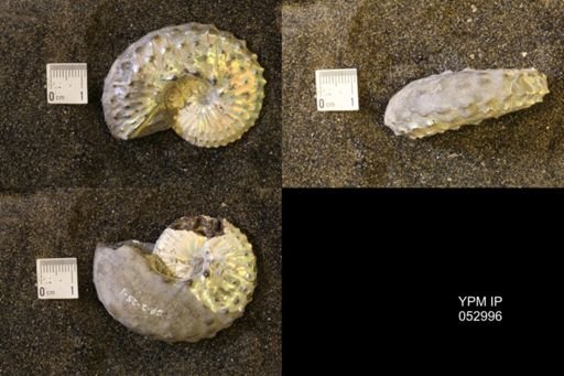 Discoscaphites gulosus
