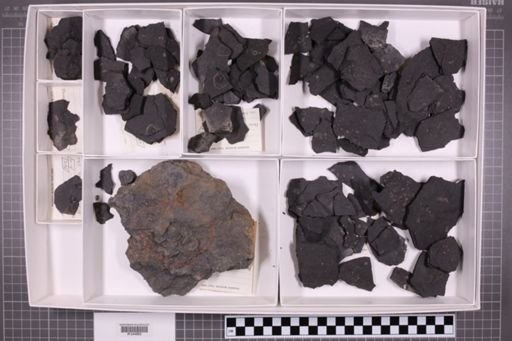 mixed taxa, stratigraphic collection
