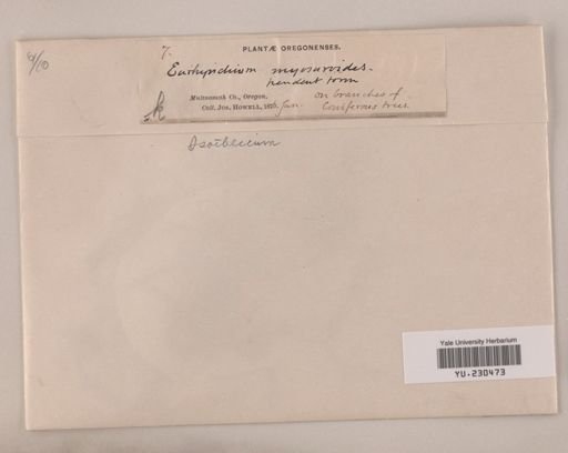 Isothecium myosuroides