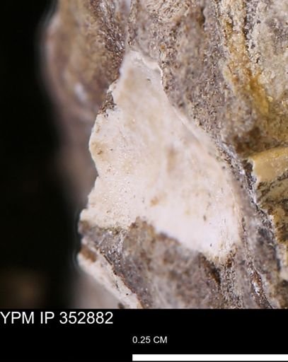 undet. Mollusca
