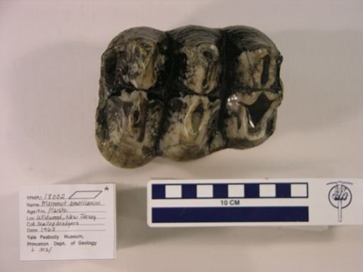 Mammut americanum