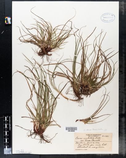 Carex tonsa