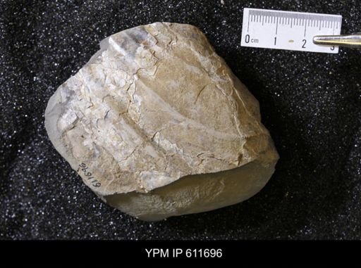 Inoceramus sp.