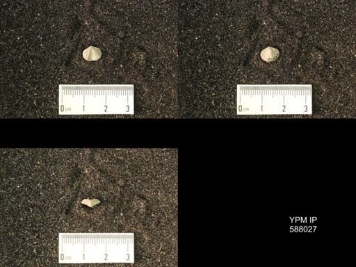 Zygospira modesta