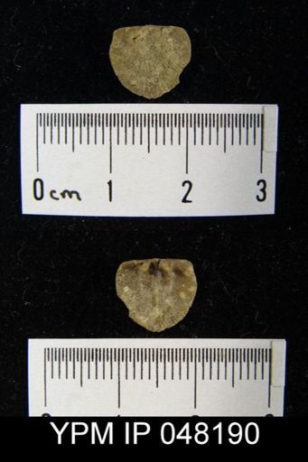 Parmorthis brownsportensis