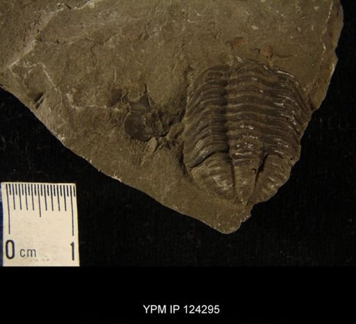 Phacops rana