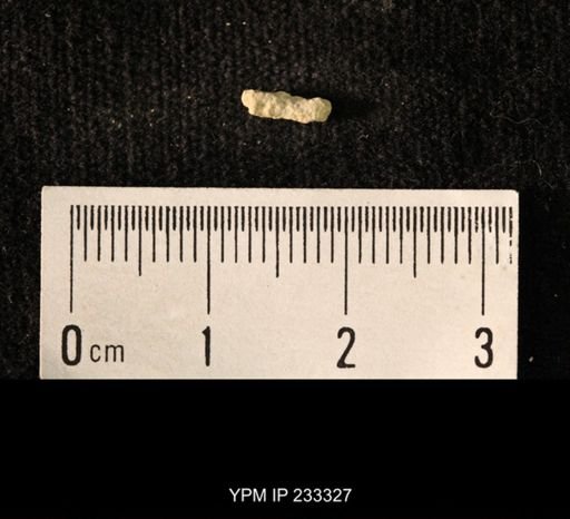 Archaeocidaris sp.