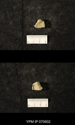 Favosites louisvillensis