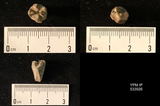 Stephanocrinus angulatus