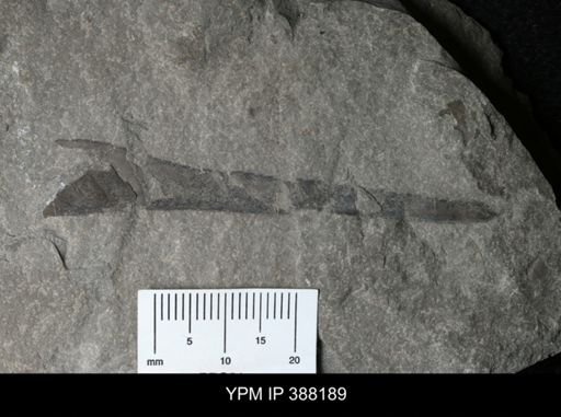 Eurypterus lacustris