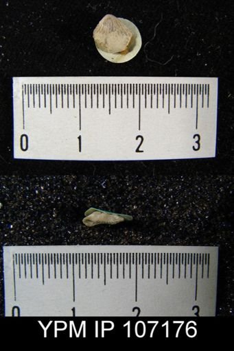Camarotoechia whitei